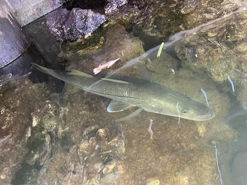 Snook
