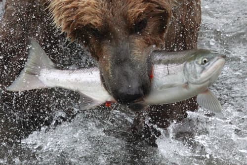Sockeye Salmon (Oncorhynchus nerka)