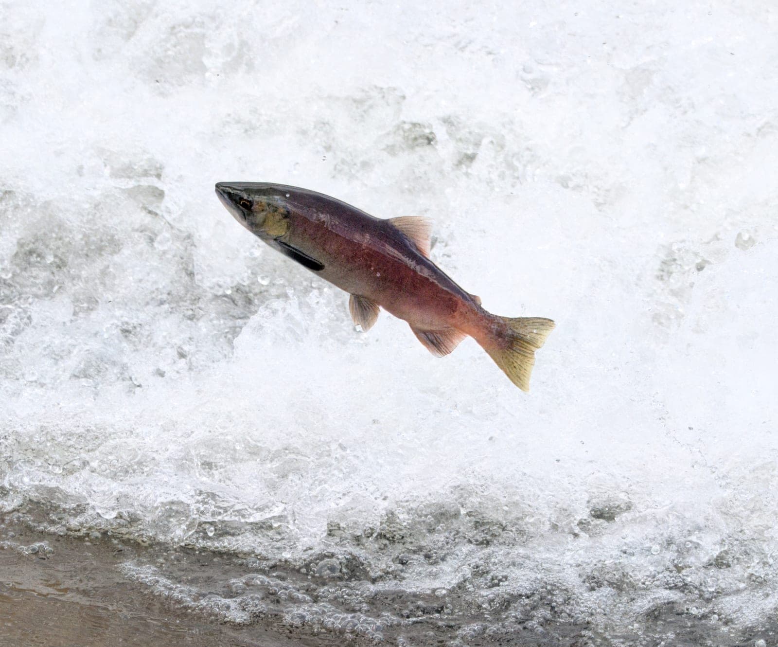 Sockeye Salmon (Oncorhynchus nerka)