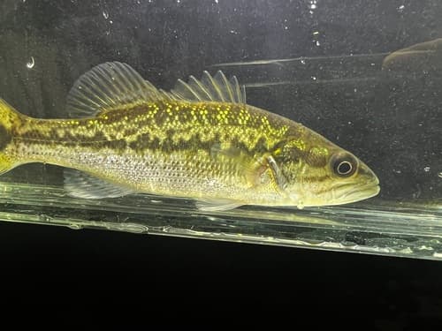 Spotted Bass (Micropterus punctulatus)