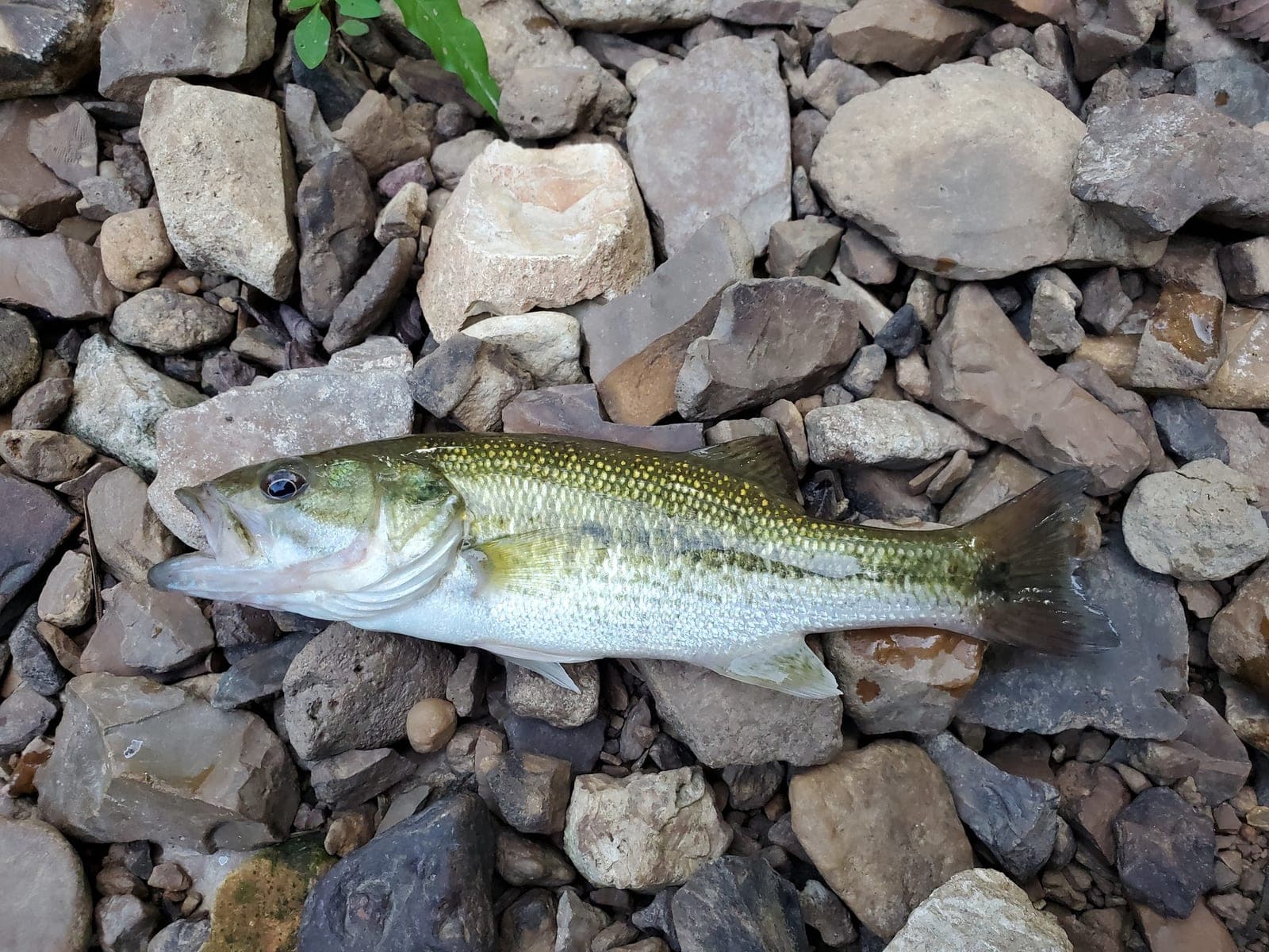 Spotted Bass (Micropterus punctulatus)