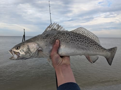 Spotted Seatrout (Cynoscion nebulosus)