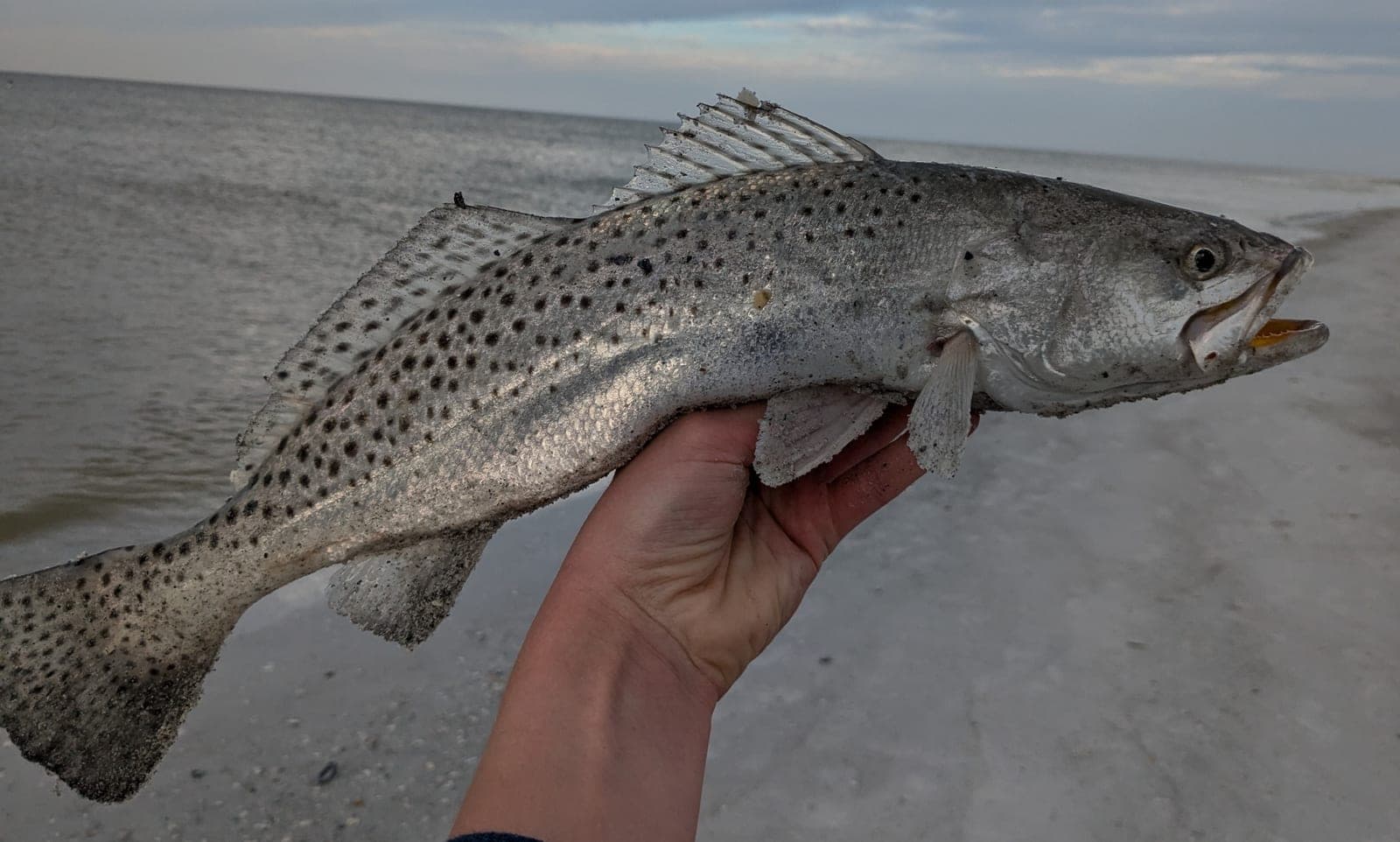 Spotted Seatrout (Cynoscion nebulosus)
