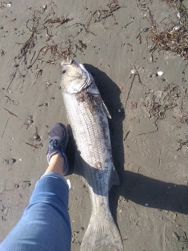 Striped Bass