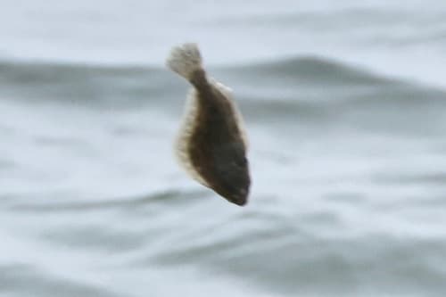 Summer Flounder (Paralichthys dentatus)