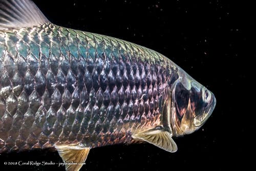 Tarpon