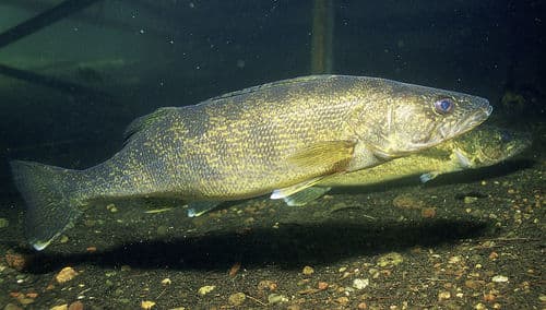Walleye (Sander vitreus)