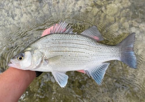 White Bass