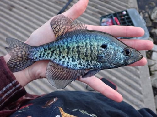 White Crappie