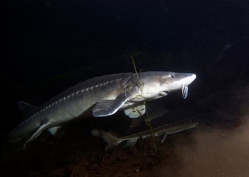 White Sturgeon (Sinosturio transmontanus)
