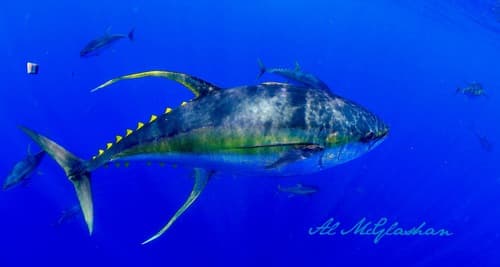 Yellowfin Tuna (Thunnus albacares)